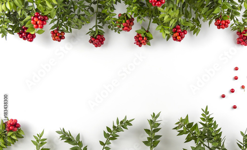 Christmas background with Red Berry Kokina Flower. .