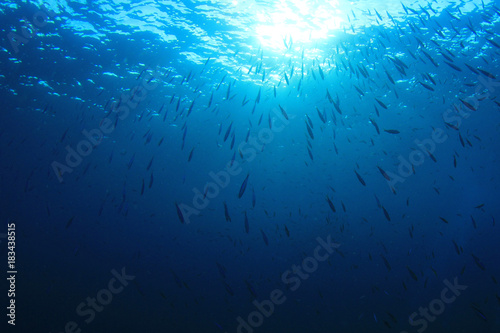 Underwater sunburst and fish