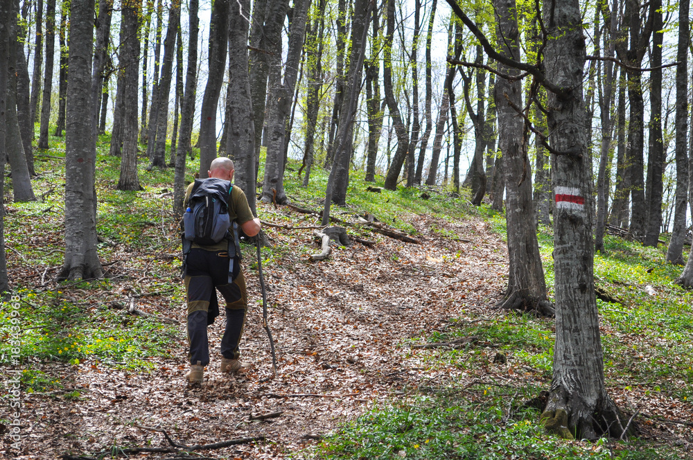 Hiker walk through the forest. Mountaineer walking on the rural  road in mountain