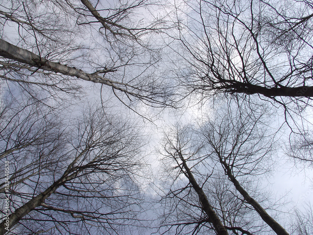 A view of the sky over the trees. Leafy trees that fell leaves.