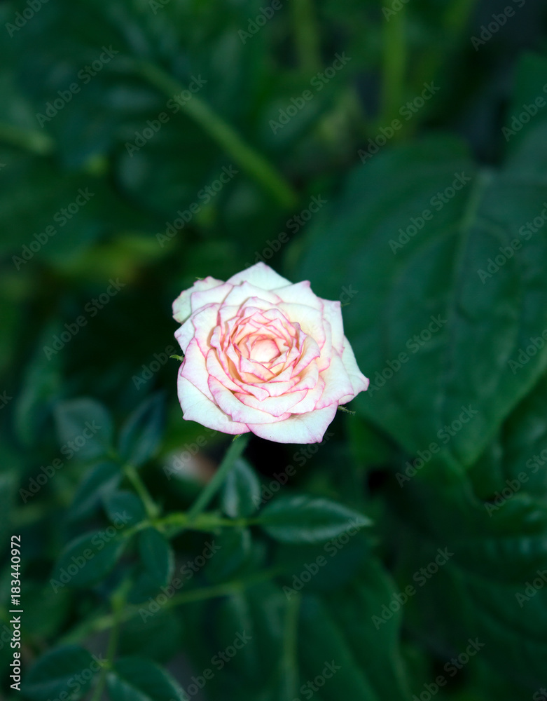 Pink dwarf rose flower with green foliage on the background Pink dwarf rose flower with green foliage on the background
