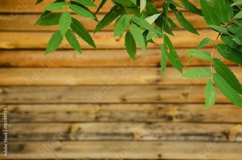 Green rowan tree leaves against the brown wood wall