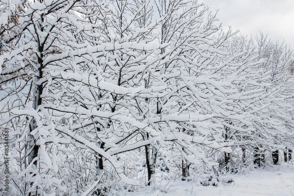 Trees in the snow Trees in the snow
