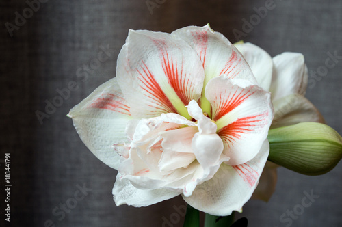 Gorgeous flower of amaryllis Nymph on grey backdrop, amazing double flower with red stripes on white petals