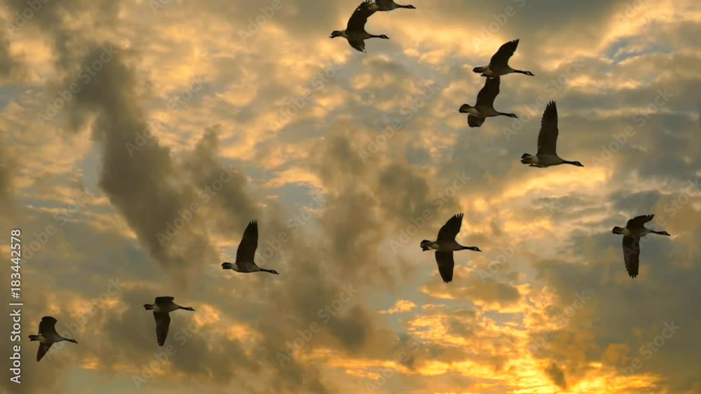 Flock of Canadian Geese flying, slow motion, in exceptionally dramatic sunrise sky.
