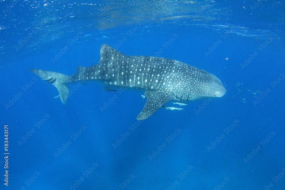 Whale shark at Neegaloo Reef Whale shark at Neegaloo Reef