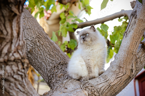 Sublime white and grey Himalayan cat sit on tree watch over. Most beautiful Persian cat in USA. What cat should you get. photo
