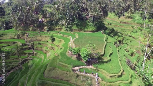 Aerial drone view of rice paddocks in Bali