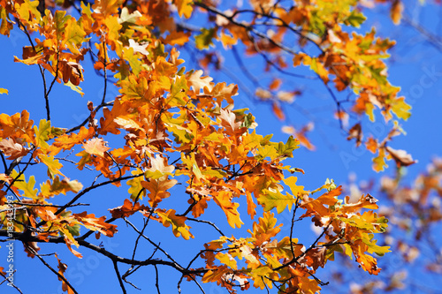 autumn oak leaves on the branch © Venera