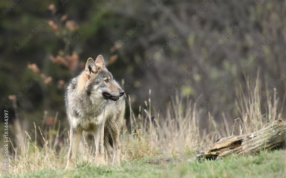 wilder Wolf - canis lupus