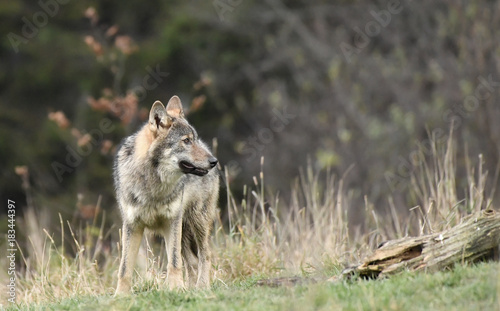 wilder Wolf - canis lupus