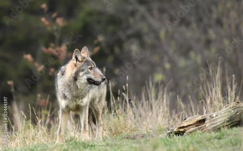Obraz na płótnie wilder Wolf - canis lupus w salonie