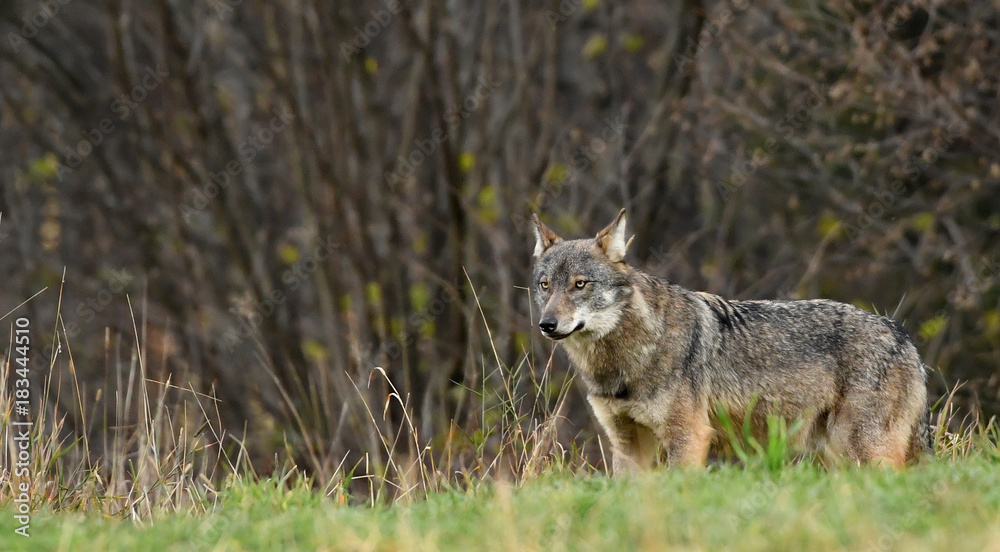 wilder Wolf im hohen Gras
