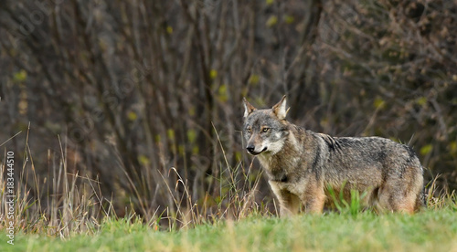 wilder Wolf im hohen Gras