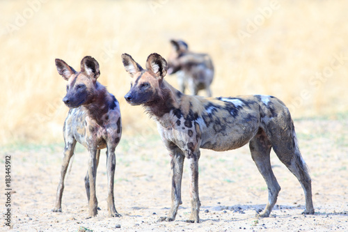 Pair of wild dogs surveying the african bush looking alert There is bvisible lood around their mouths, after feeding on a recent kill. South Luangwa National Park, Zambia, Southern Africa