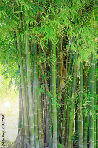 green bamboo leaves on a white background