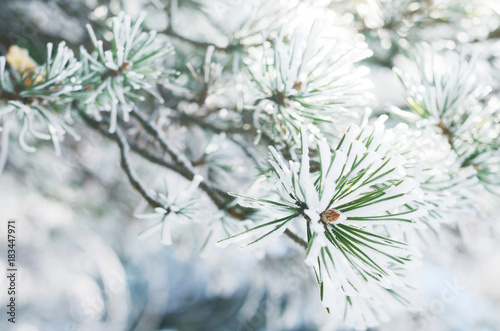 Pine tree needles in snow in winter forest © so_lizaveta