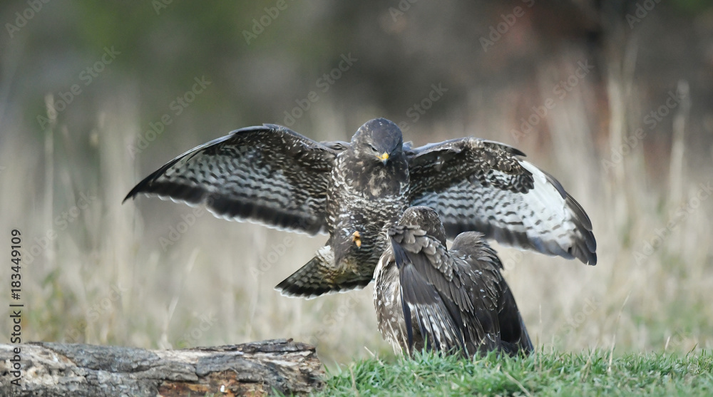 zwei kämpfende Mäusebussarde - buteo buteo