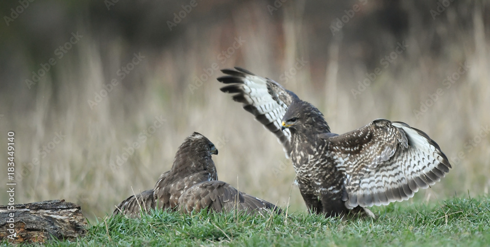 zwei kämpfende Mäusebussarde - buteo buteo