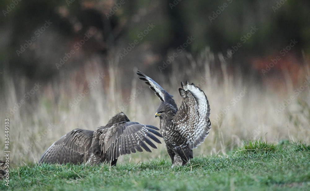 zwei kämpfende Mäusebussarde - buteo buteo