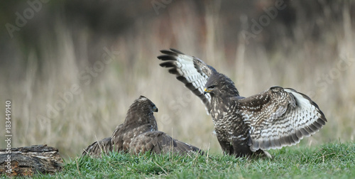 Obraz na płótnie zwei kämpfende Mäusebussarde - buteo buteo w salonie