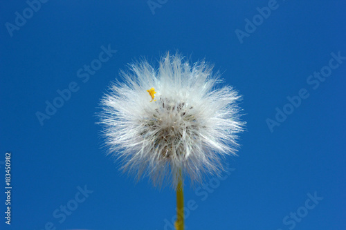 Dandelion Seed 