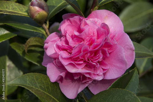 Pink Begonia photo