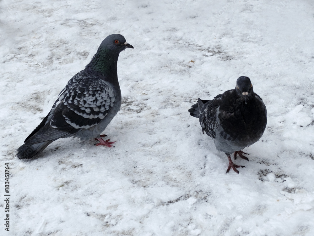 two pigeons walking on the fresh snow.