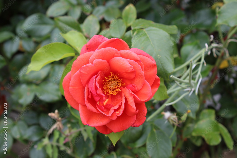 rosa arancione su sfondo di foglie rosa arancione su sfondo di foglie