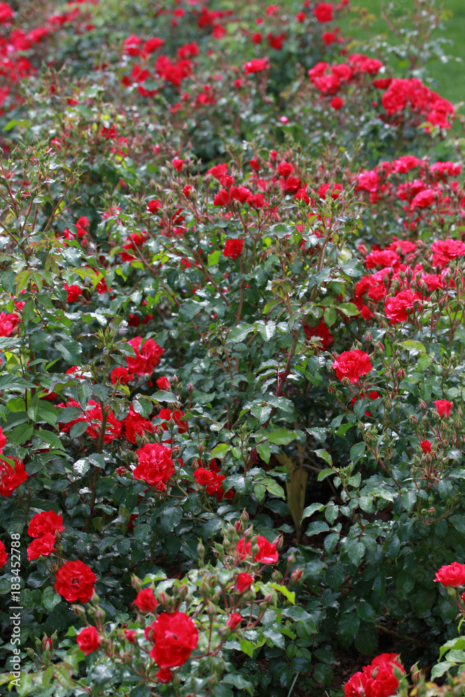 Rose and rose buds