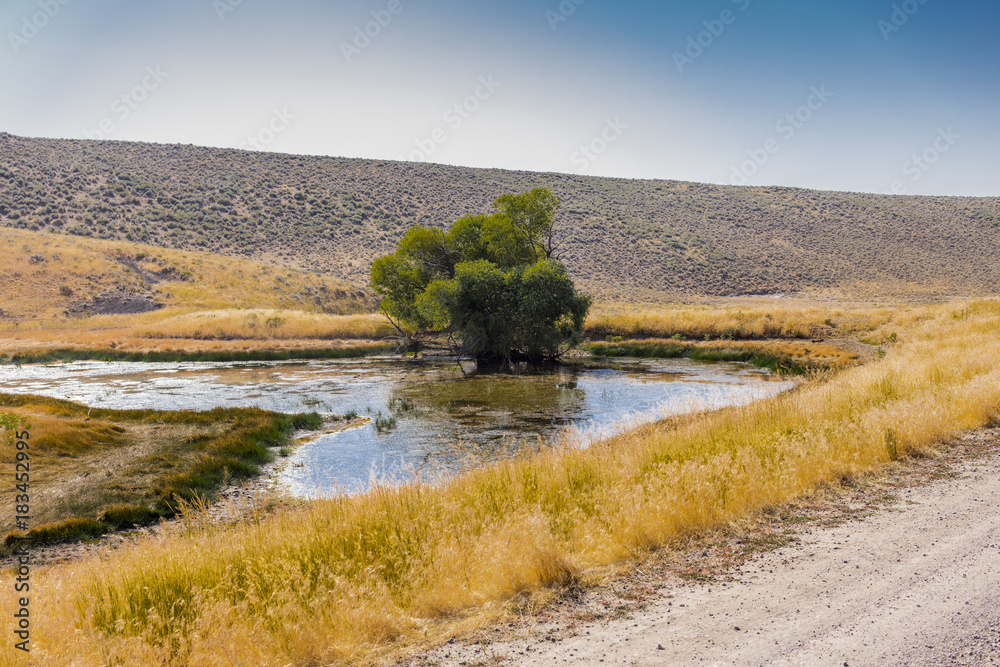 Hot Springs County, Wyoming. Swamp with tree along a dirt road that runs around Copper Mountain, frequently changing its name, and connects several ranches between Shoshoni and Thermopolis.