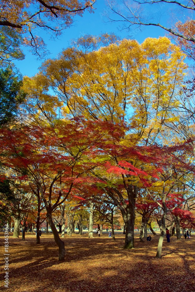 Naklejka premium Autumn foliage in Tokyo's Yoyogi Park, Japan
