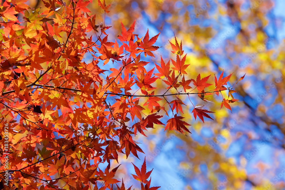 Autumn colors of Japanese maples and Ginko biloba in Tokyo's Yoyogi Park Autumn colors of Japanese maples and Ginko biloba in Tokyo's Yoyogi Park