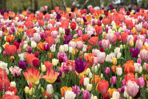 colorful tulips flowers blooming in a garden photo