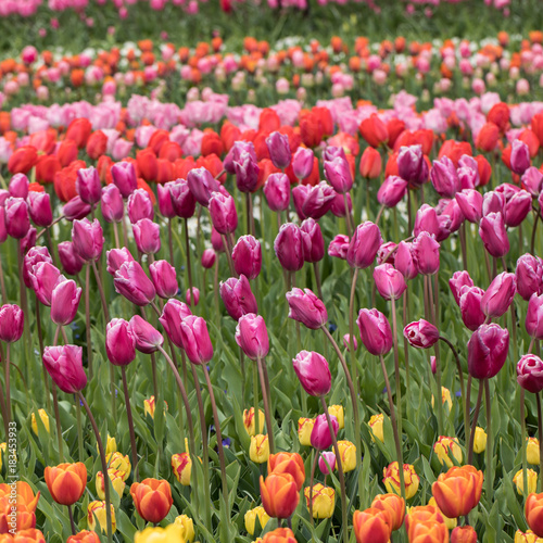colorful tulips flowers blooming in a garden