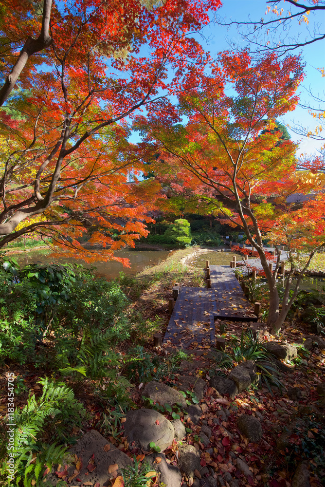 Autumn colors of Japanese maples and Ginko biloba trees in a garden in Tokyo's Shinagawa ward