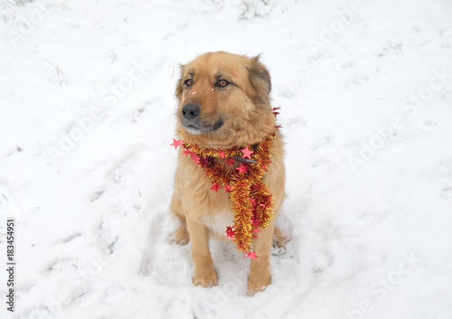Very cute fluffy Christmas Dog on the snow wearing garland, Year of the Dog