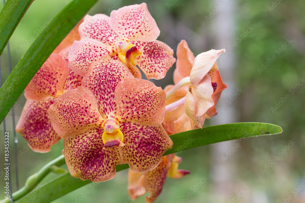 Phalaenopsis Orchid flower, Orchids is considered the queen of flowers