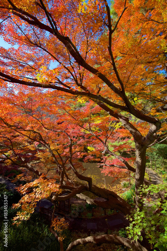 Autumn colors of Japanese maples and Ginko biloba trees in a garden in Tokyo's Shinagawa Ward