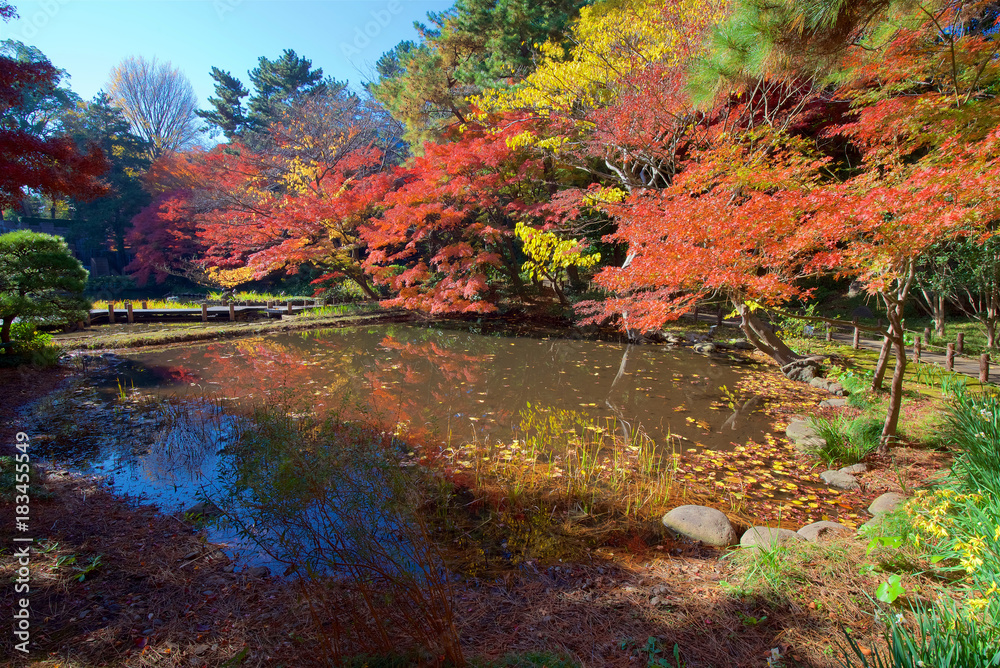 Autumn colors of Japanese maples and Ginko biloba trees in a garden in Tokyo's Shinagawa Ward Autumn colors of Japanese maples and Ginko biloba trees in a garden in Tokyo's Shinagawa Ward