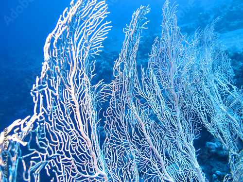 Coral reef with gorgonian on the bottom of tropical sea on blue water background