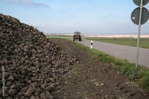 Sugar beet at the field after harvest in Germany