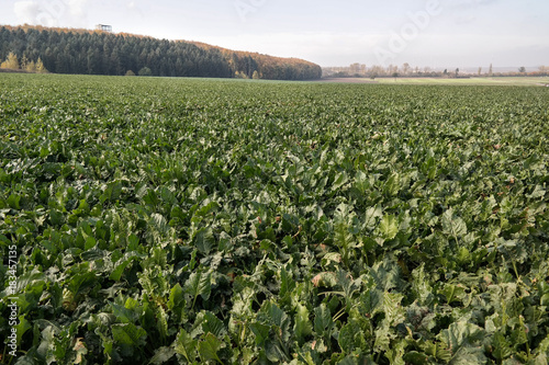 Fields of sugar beet in Germany