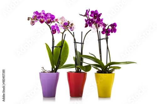 Three orchids in pots