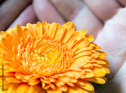 Blume in der Hand