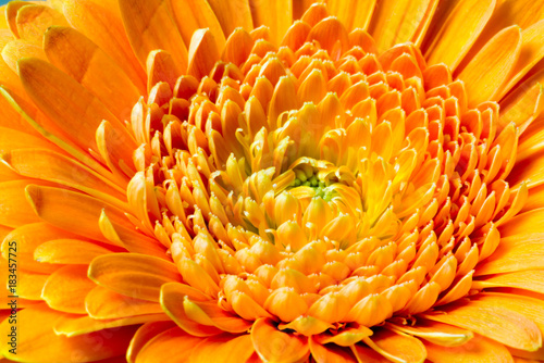Nahaufnahme einer Blume
