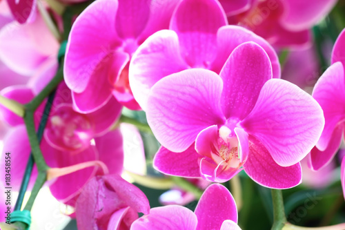 Close-up of pink orchid phalaenopsis