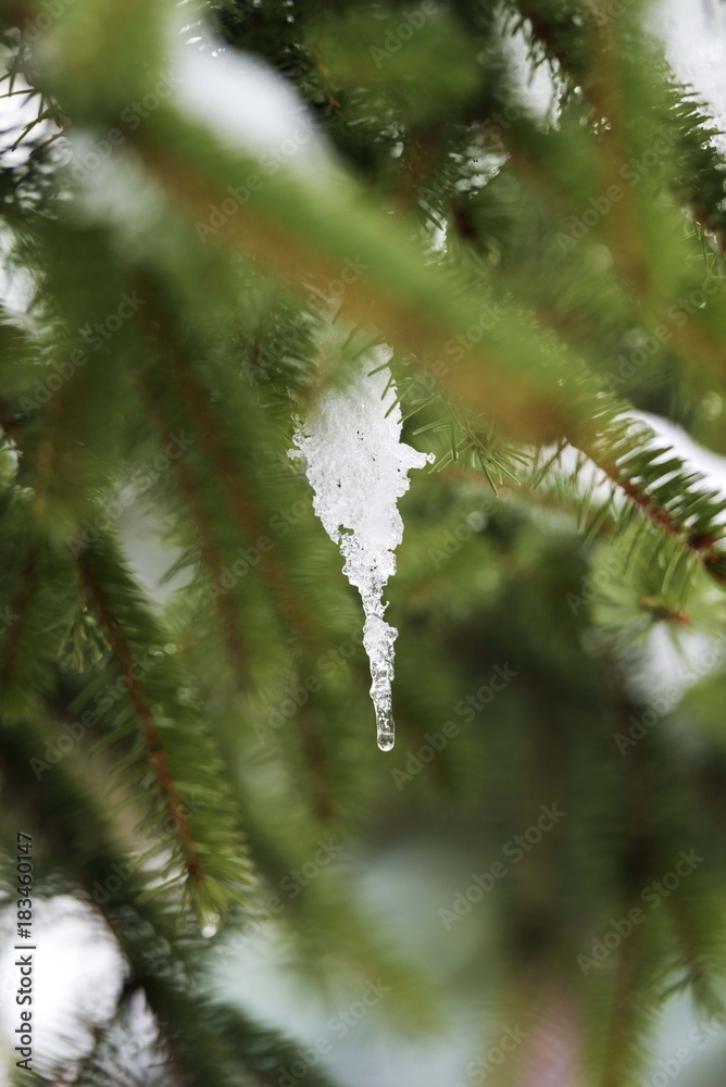 ice on christmas tree branches