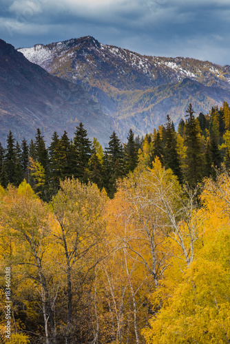Autumn mountain landscape. Yellowed larch on the background of the mountains.