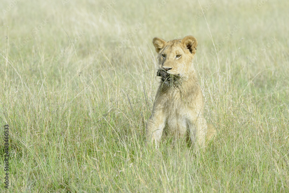 Young lion (Panthera leo) playing with grass, Masai Mara national reserve, Kenya Young lion (Panthera leo) playing with grass, Masai Mara national reserve, Kenya